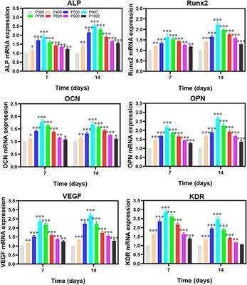 Improving osteoinduction and osteogenesis of Ti6Al4V alloy porous scaffold by regulating the pore structure